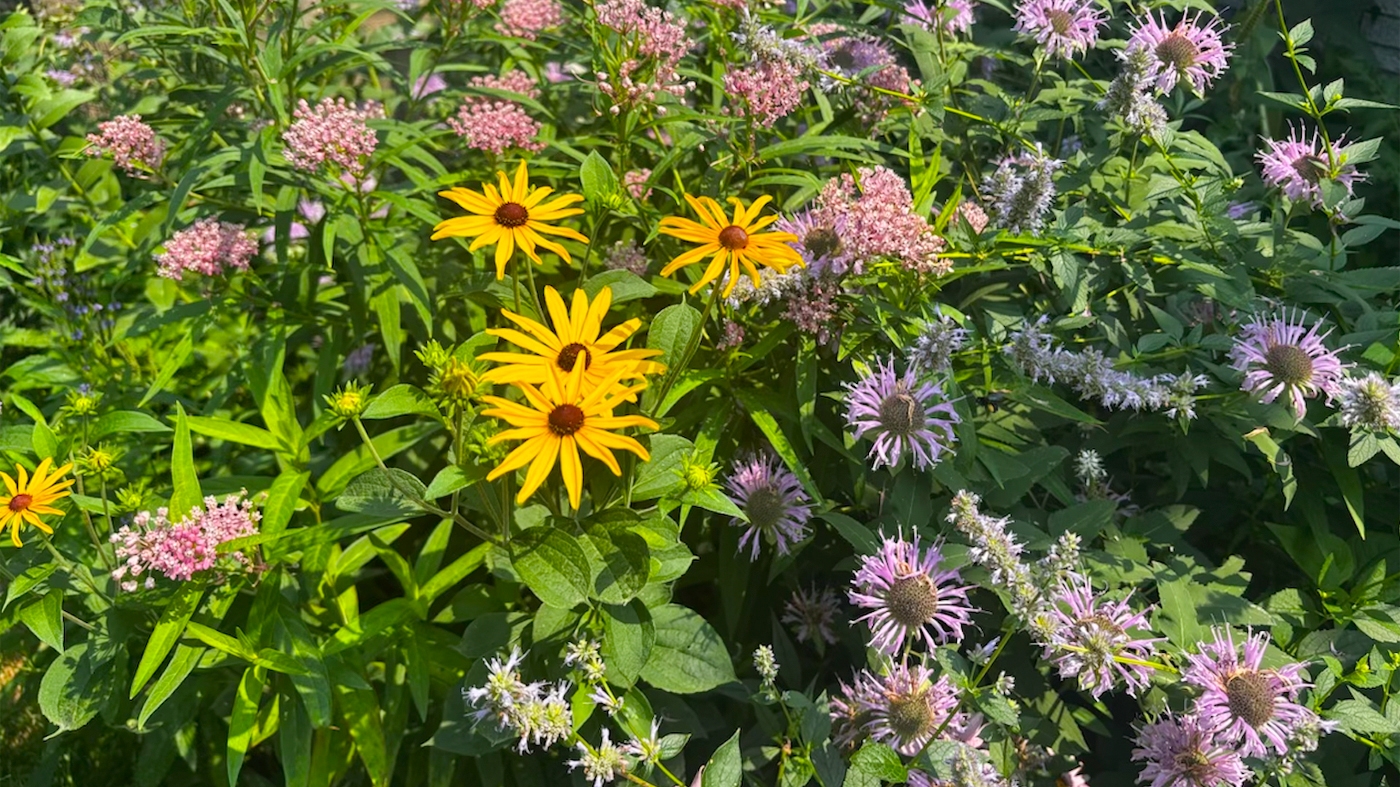 Pollinator Garden