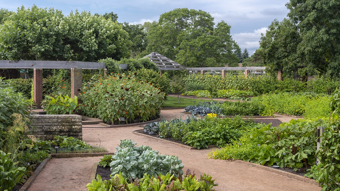 Fruit & Vegetable Garden summer