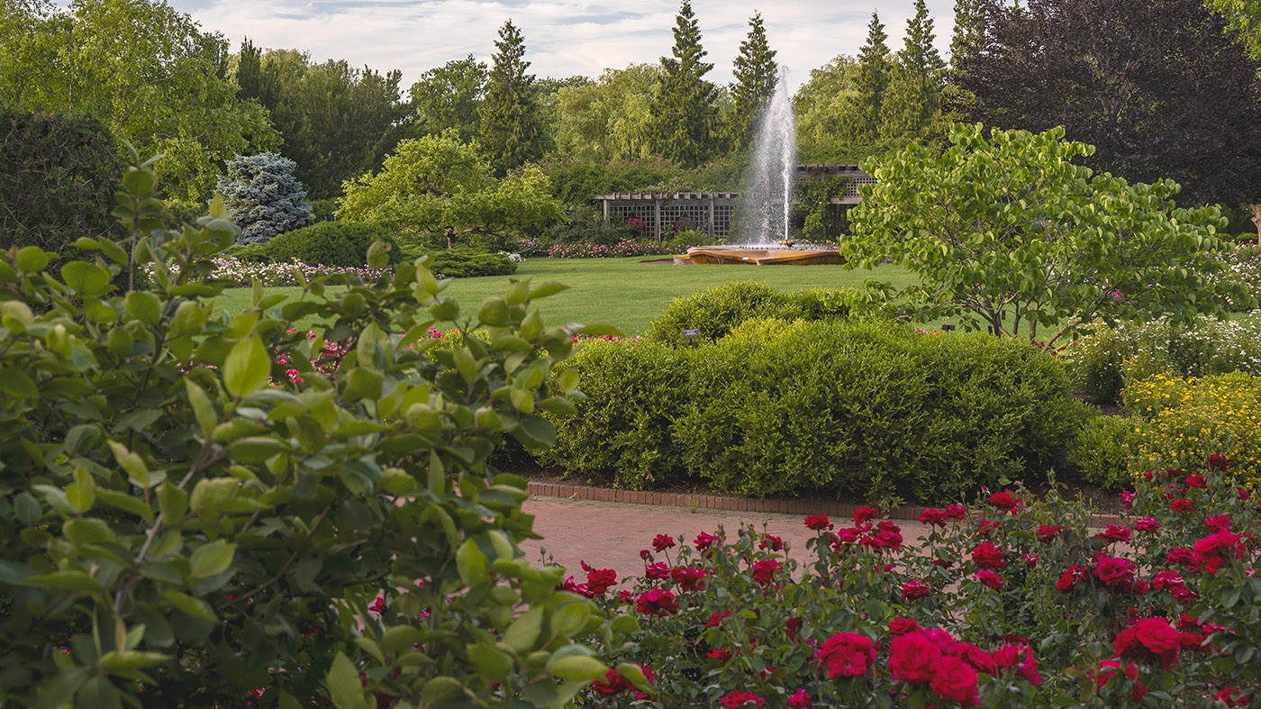 Rose Garden summer