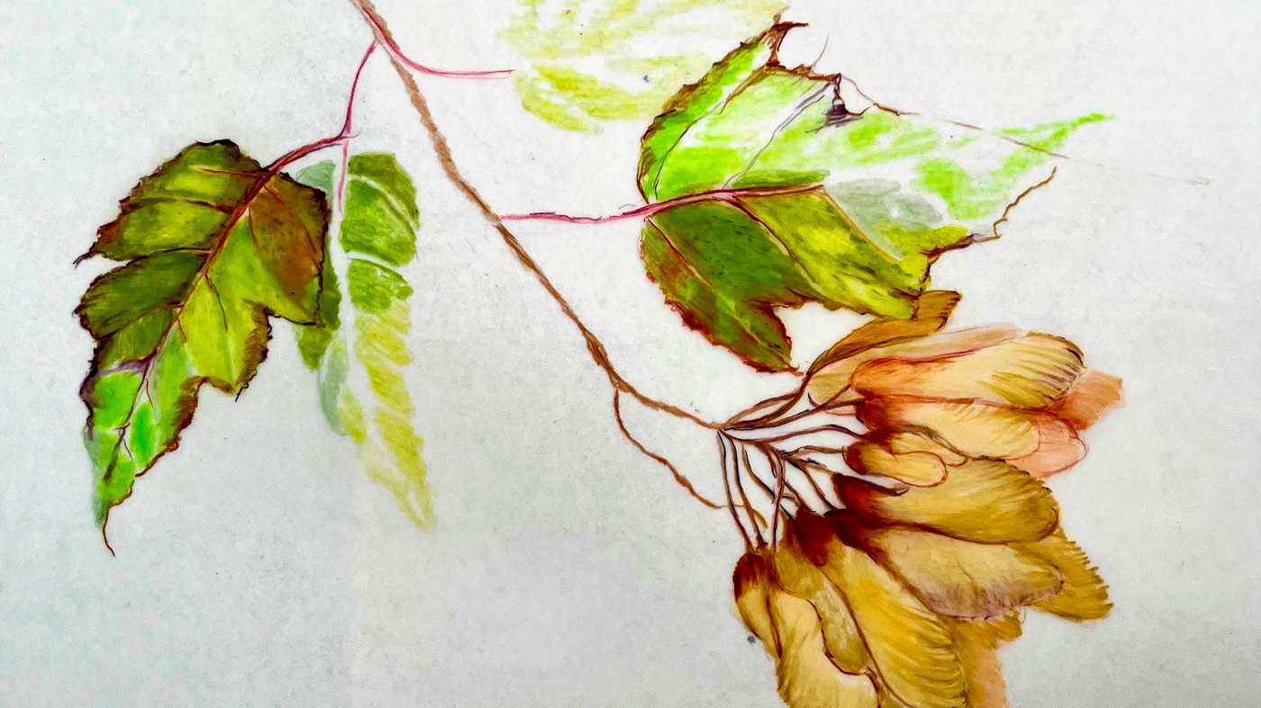 Learning Botanical Arts Color Pencil 