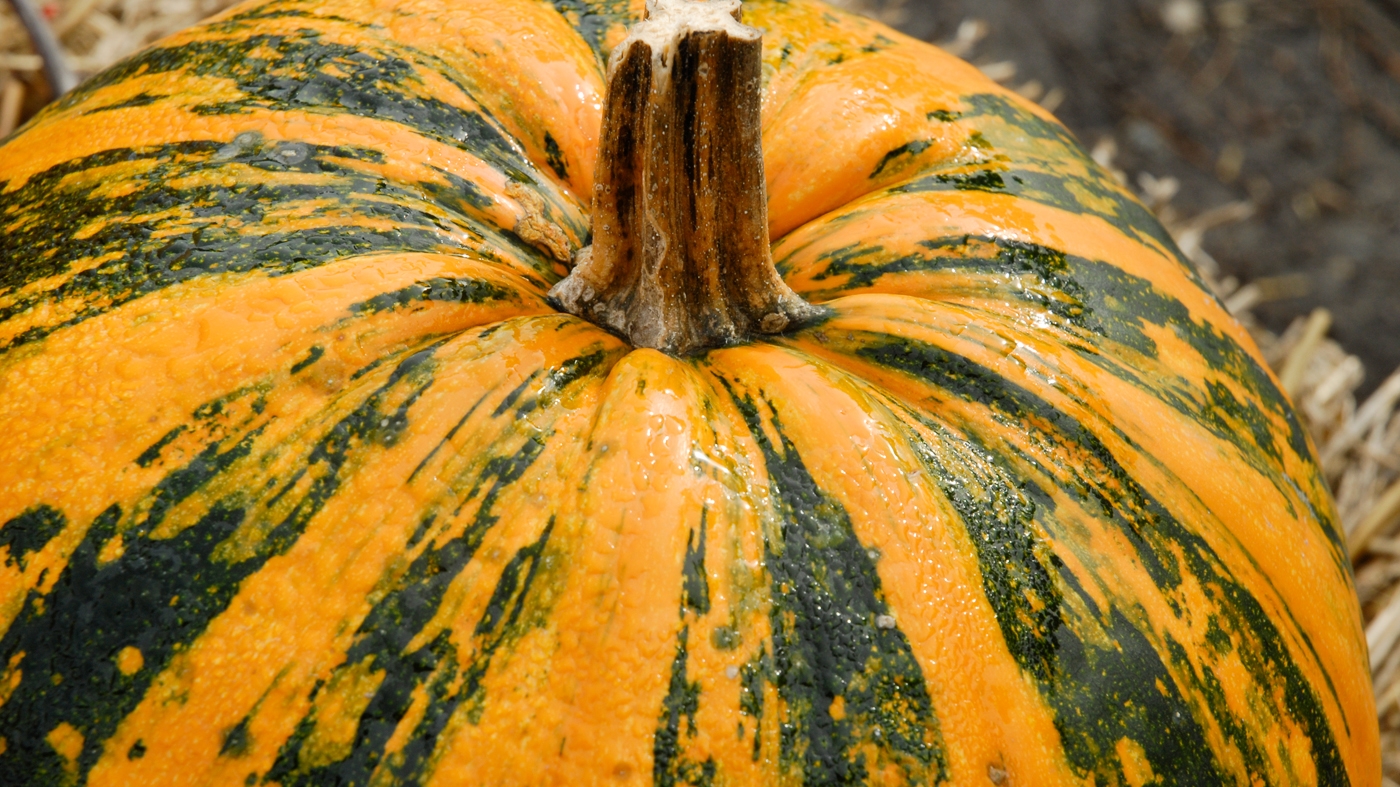 Fancy pumpkin 