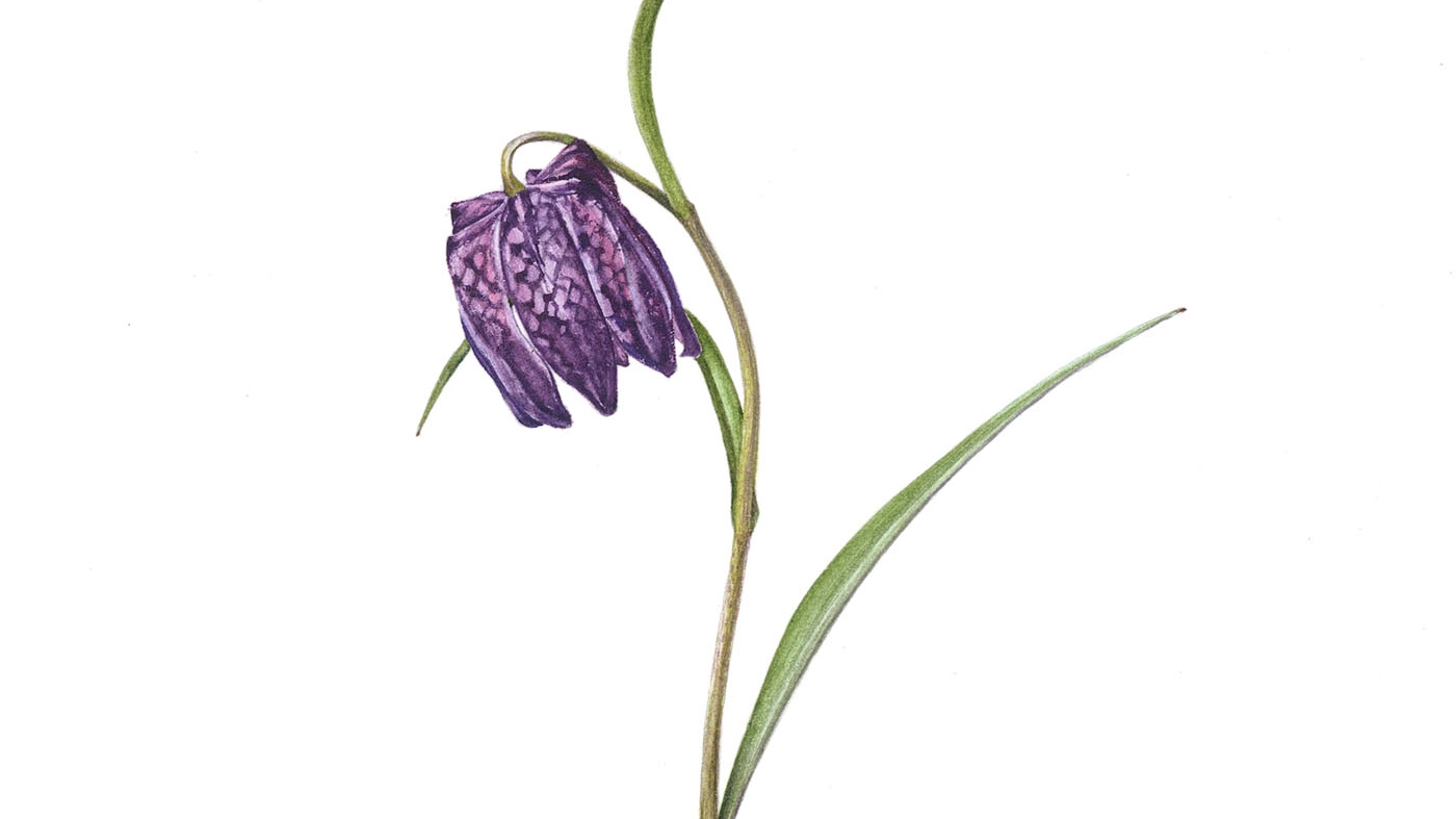 Learning Botanical Arts Watercolor 