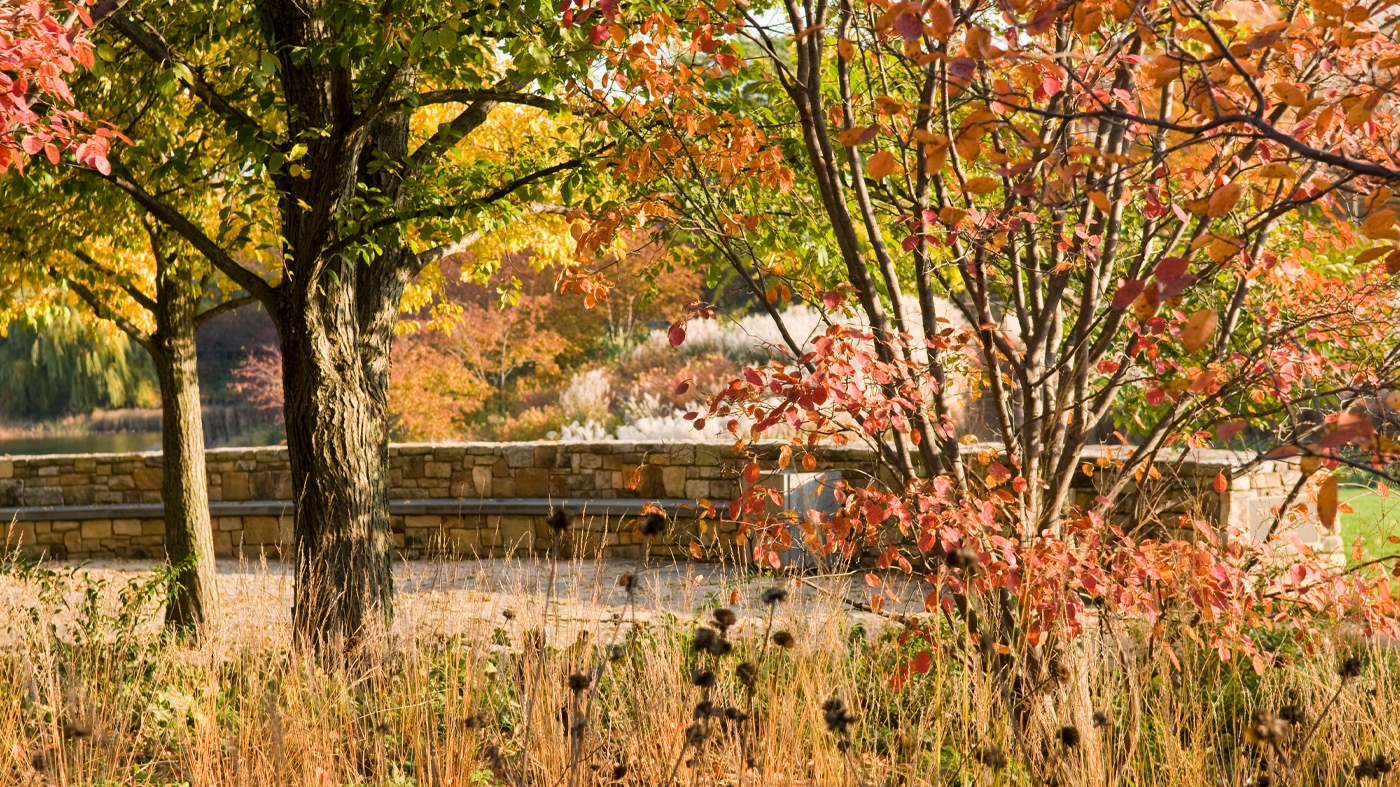 evening island fall