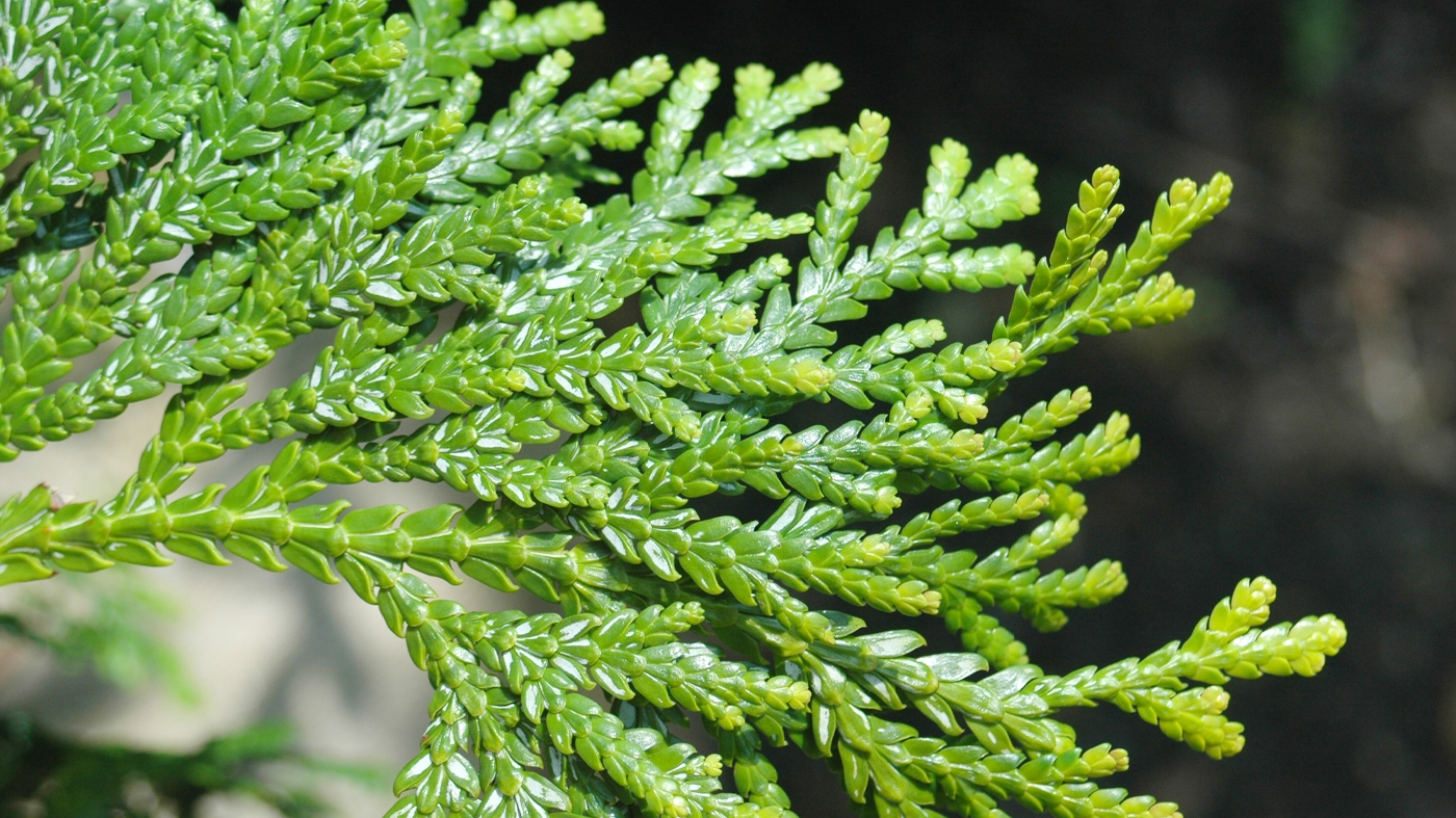 Horticulture Certificate_More Conifers_copyright photo by Mark Zampardo_Thujopsis dolabrata 'Aurea'