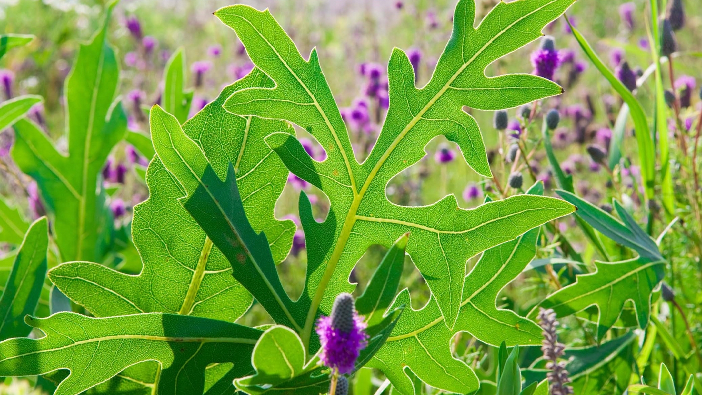 Learning Horticulture Native 