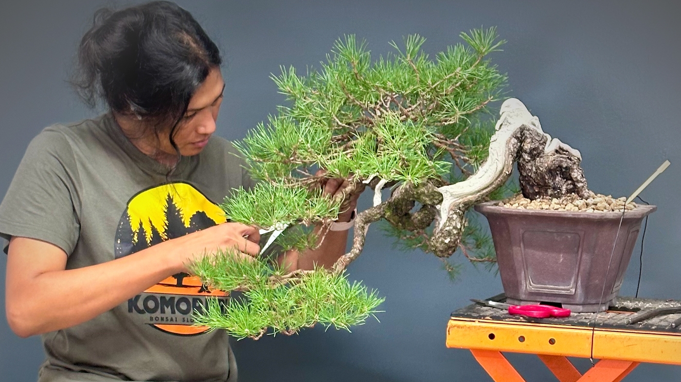 Learning Horticulture Bonsai 