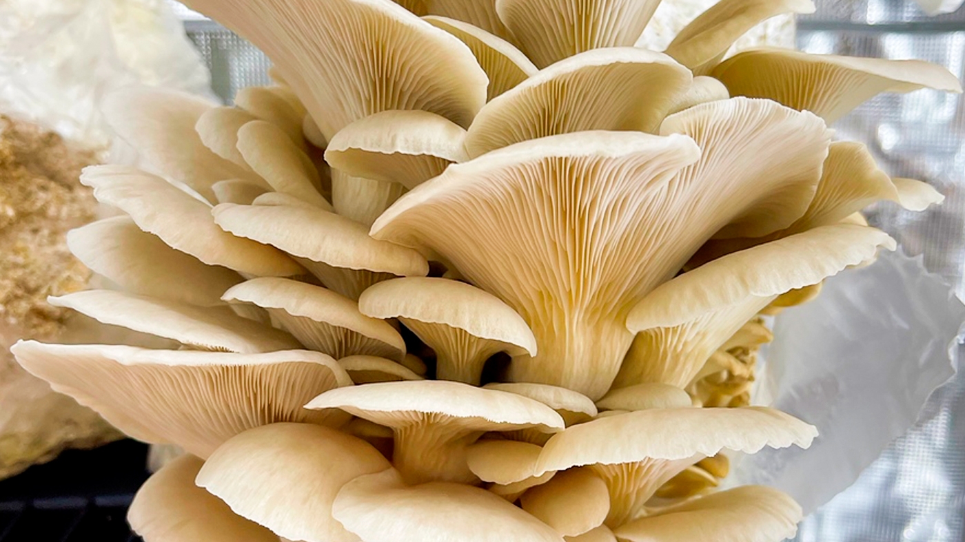 Learning Horticulture Mushrooms