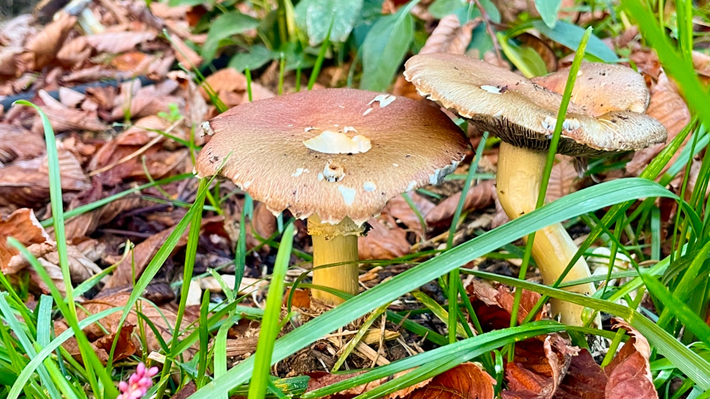 Learning Horticulture Mushroom 