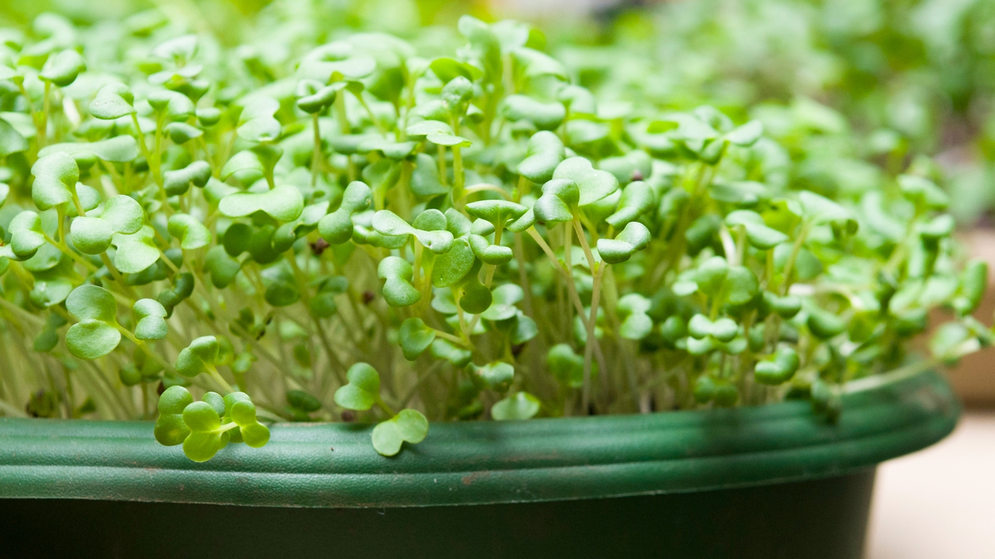 Learning Horticulture Sprouts