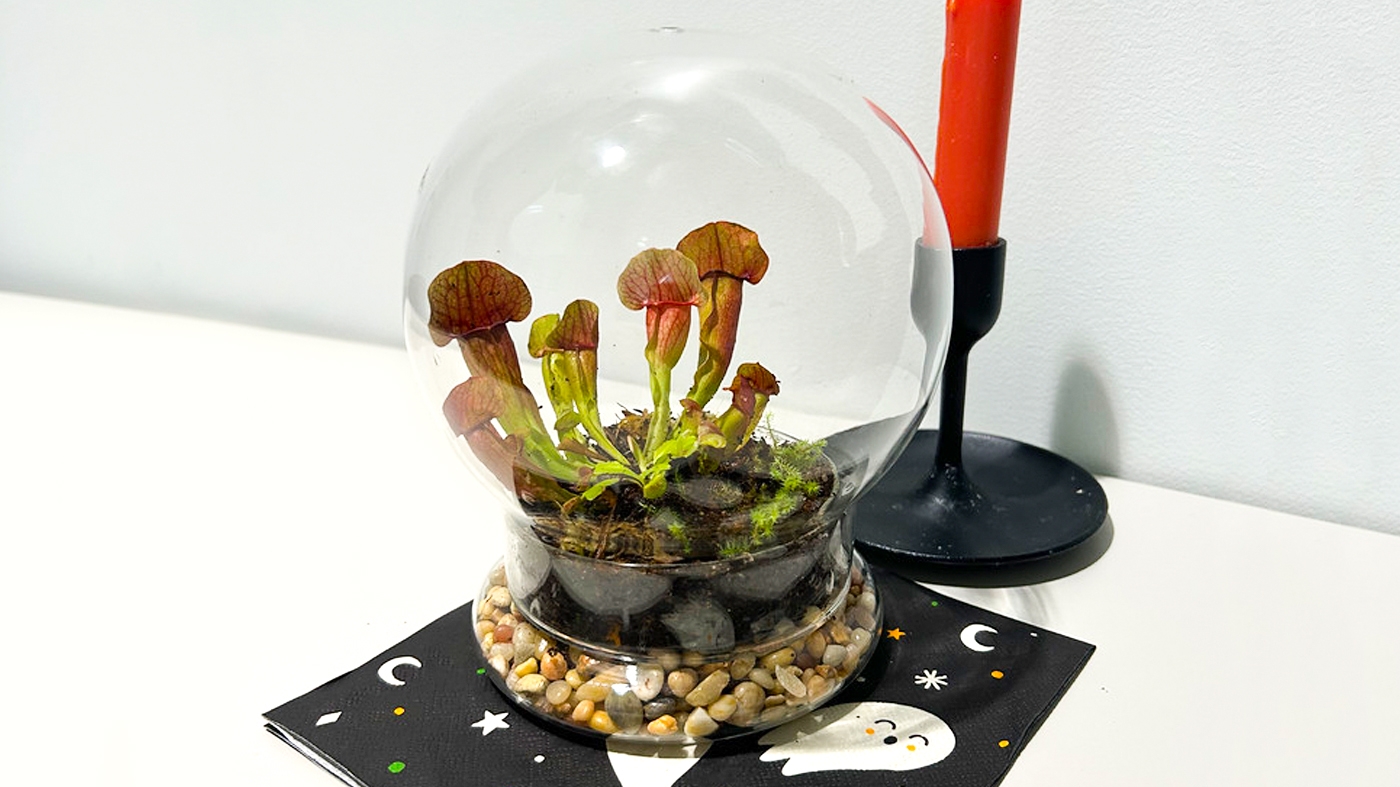 Learning Horticulture Terrarium 