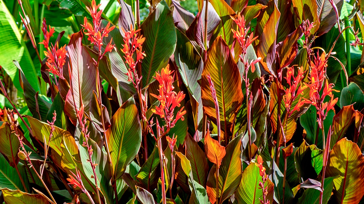 Learning Horticulture Winter Tropical Plants