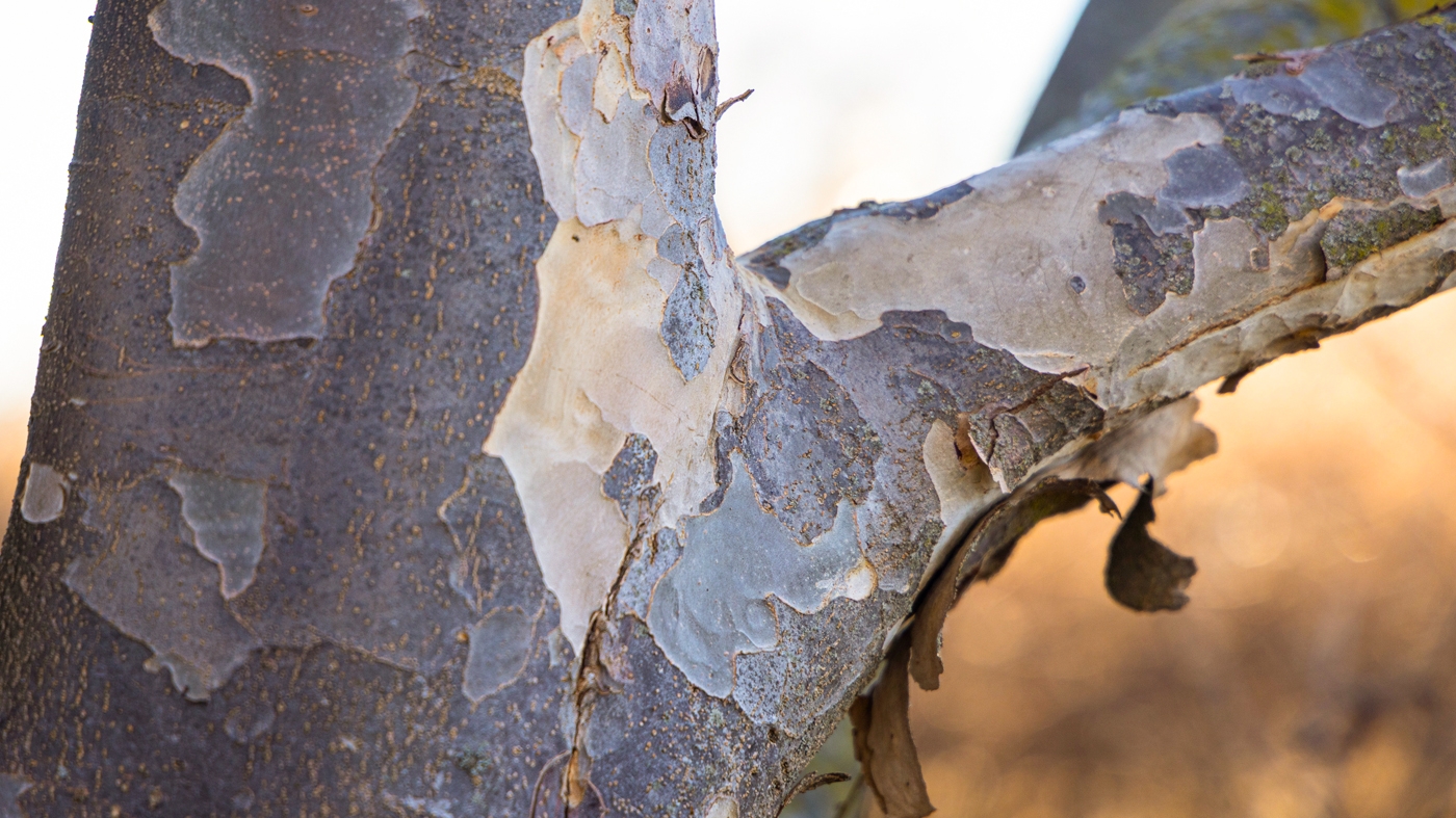 Learning Horticulture Tree Identification