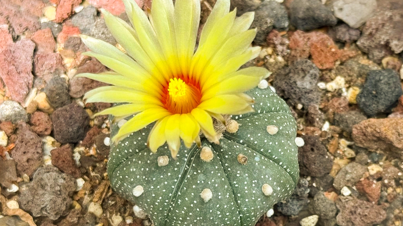 Learning Horticulture Succulent 