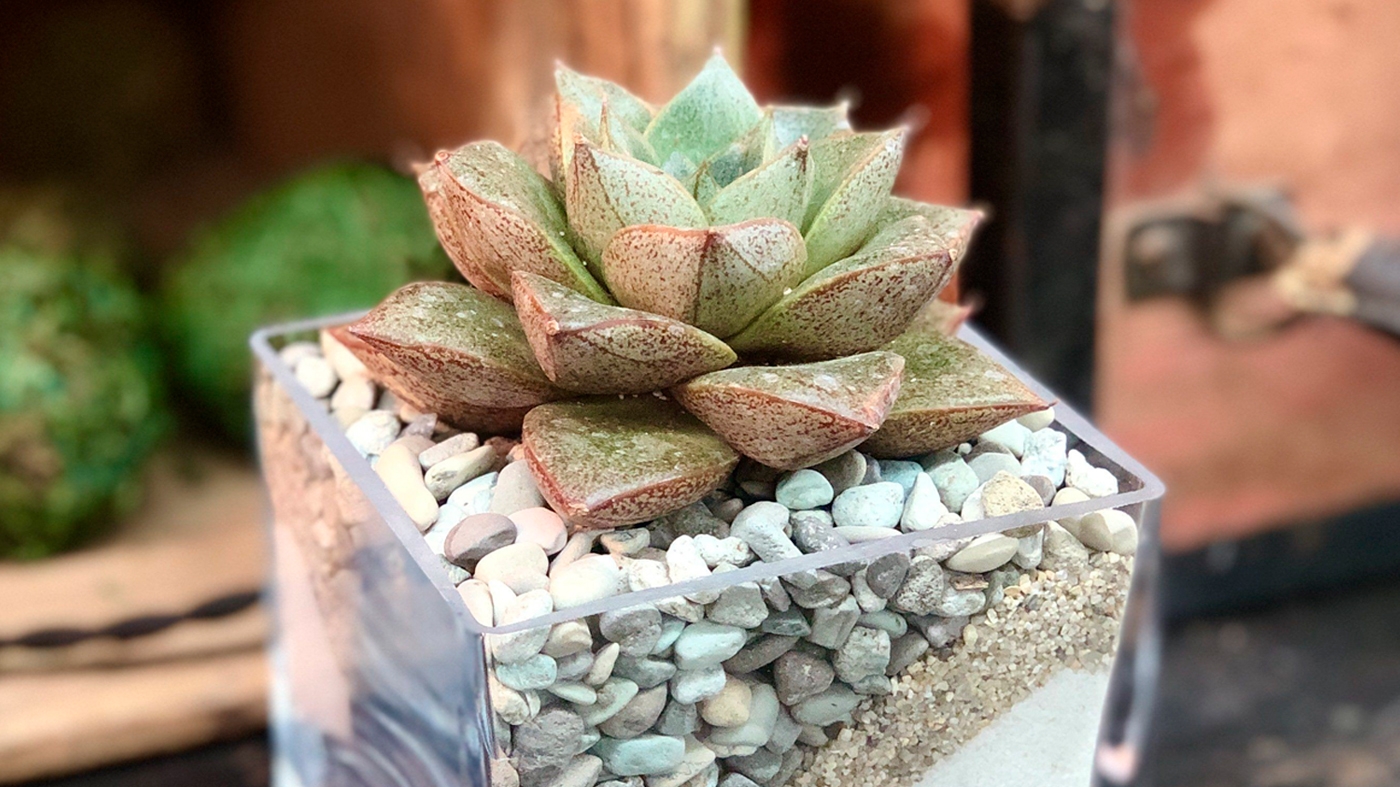 Learning Horticulture Succulent 