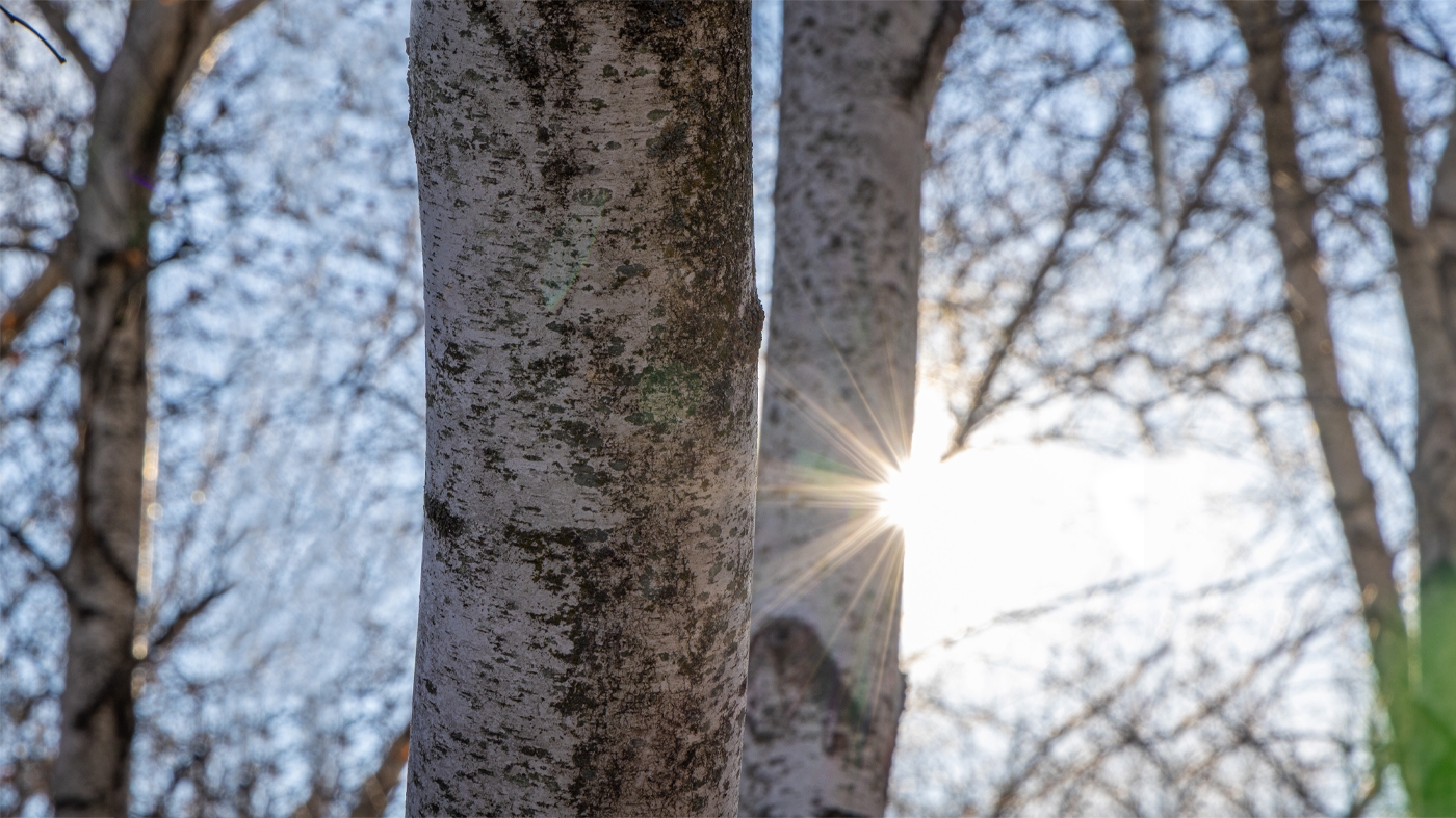 Learning Horticulture Woodlore 