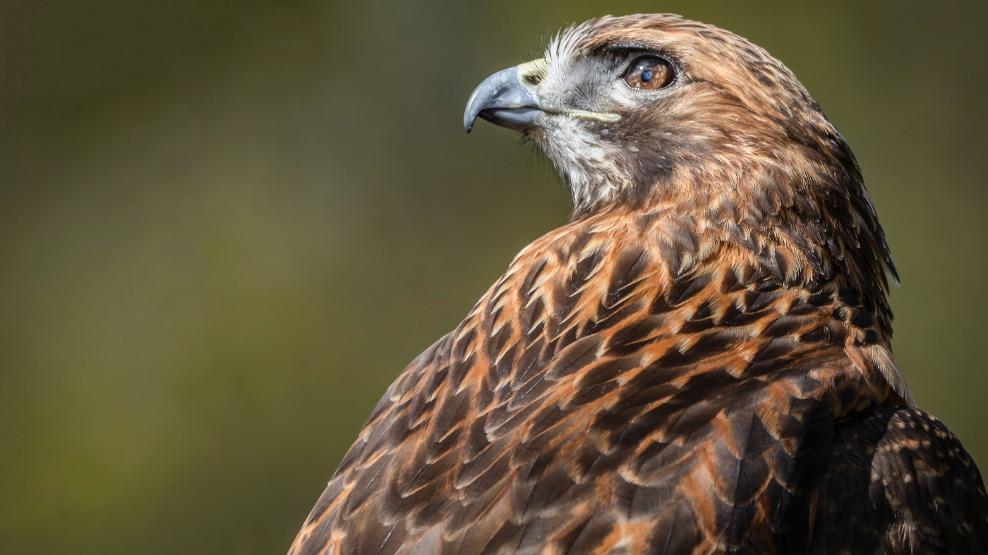 Learning Nature Bird Raptor 
