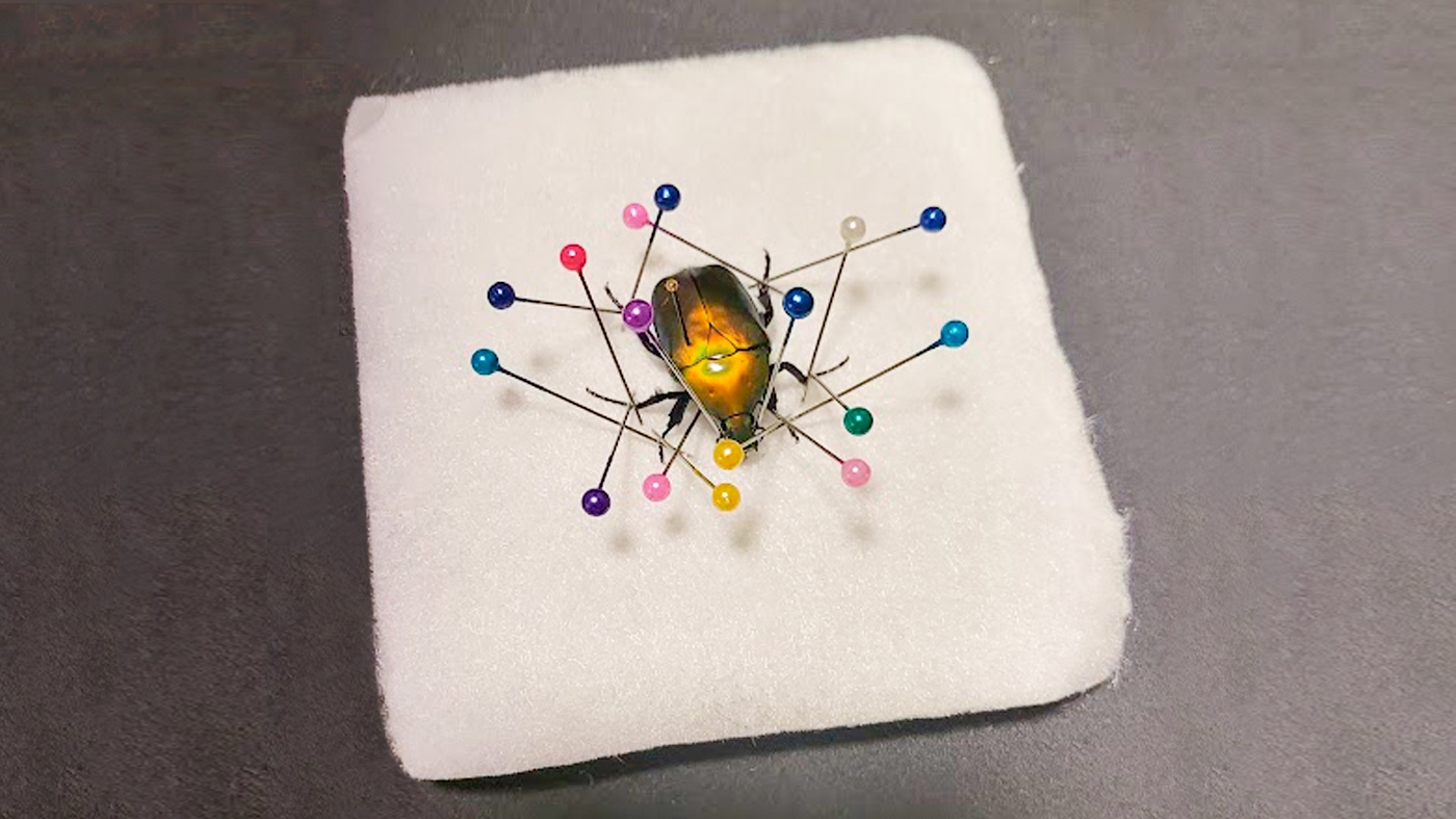 Learning Nature Birding Bug Pin 