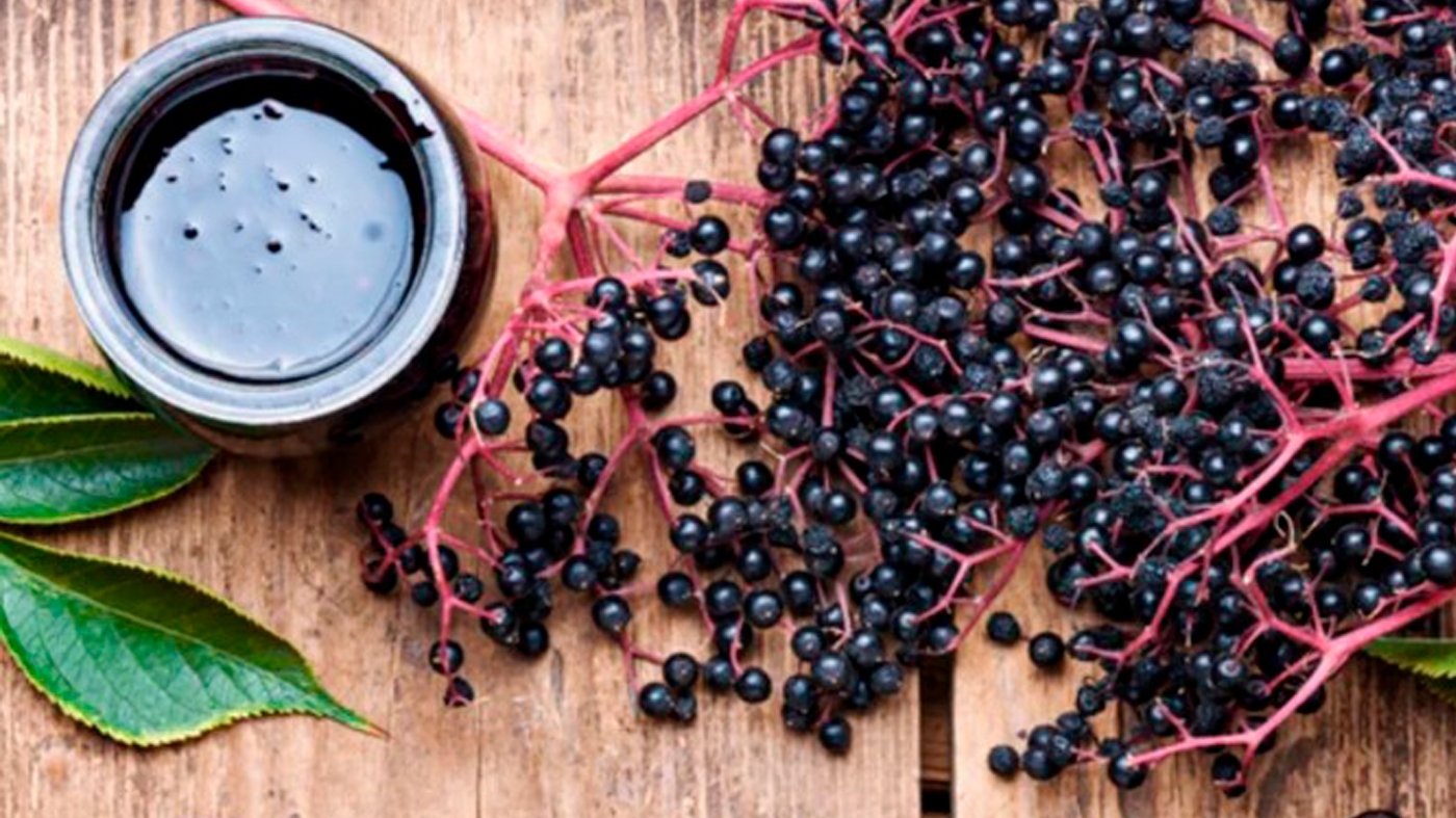 Learning Wellness Elderberry