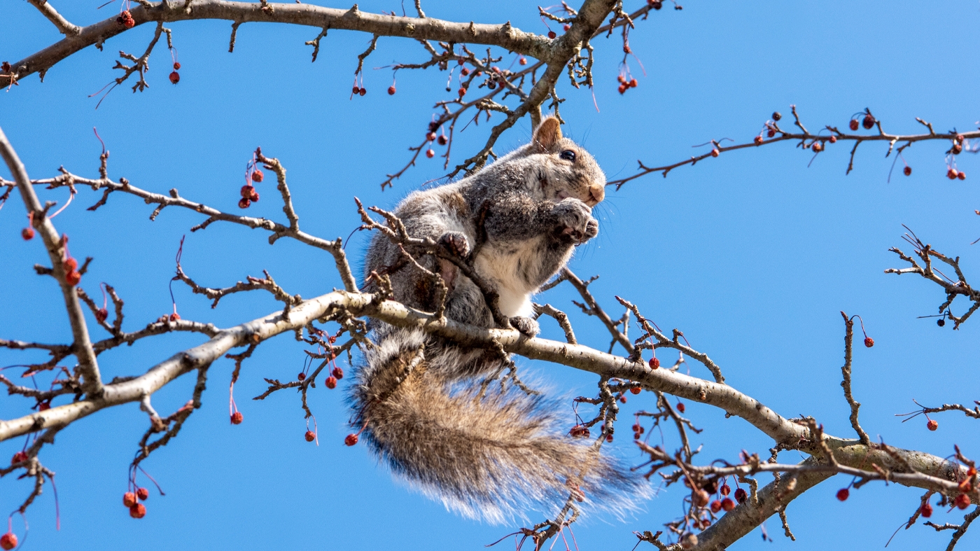 Learning Nature Squirrel 