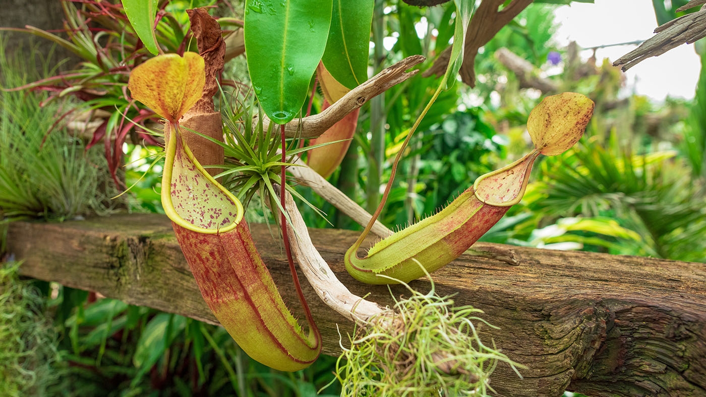 Carnivorous Plants