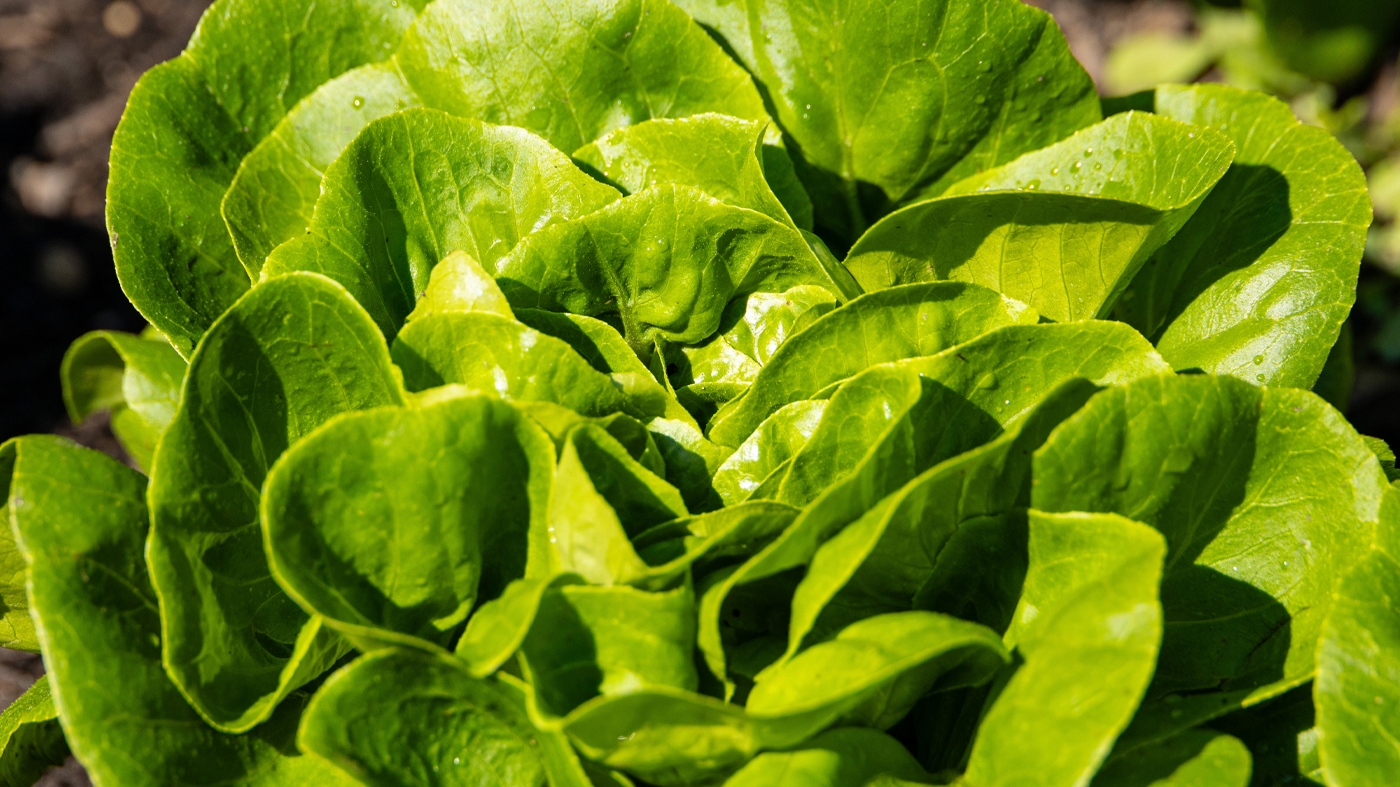 lettuce