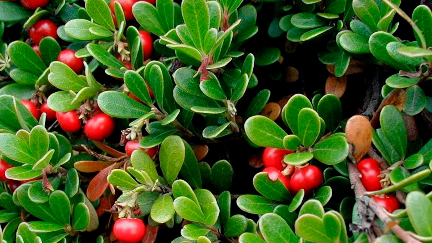 learning edu native evergreen