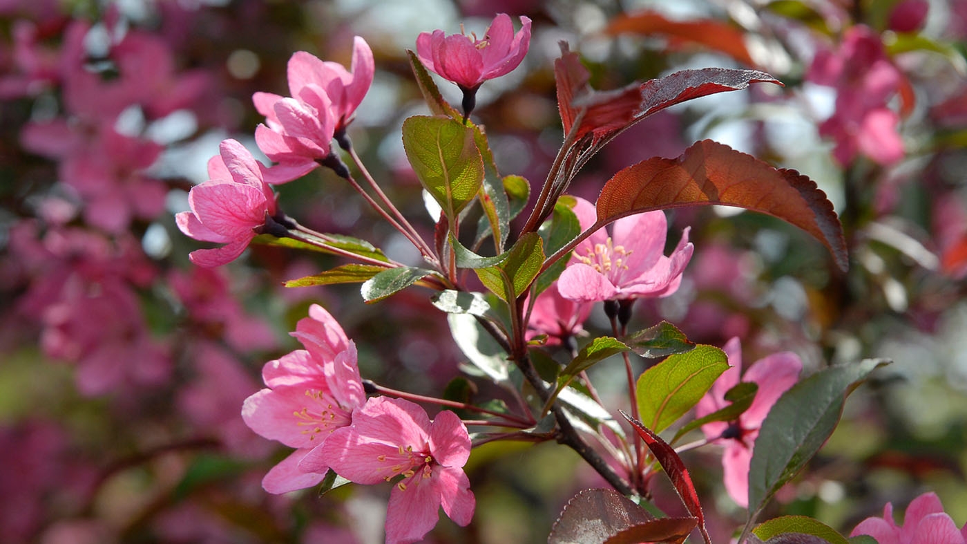 crabapple