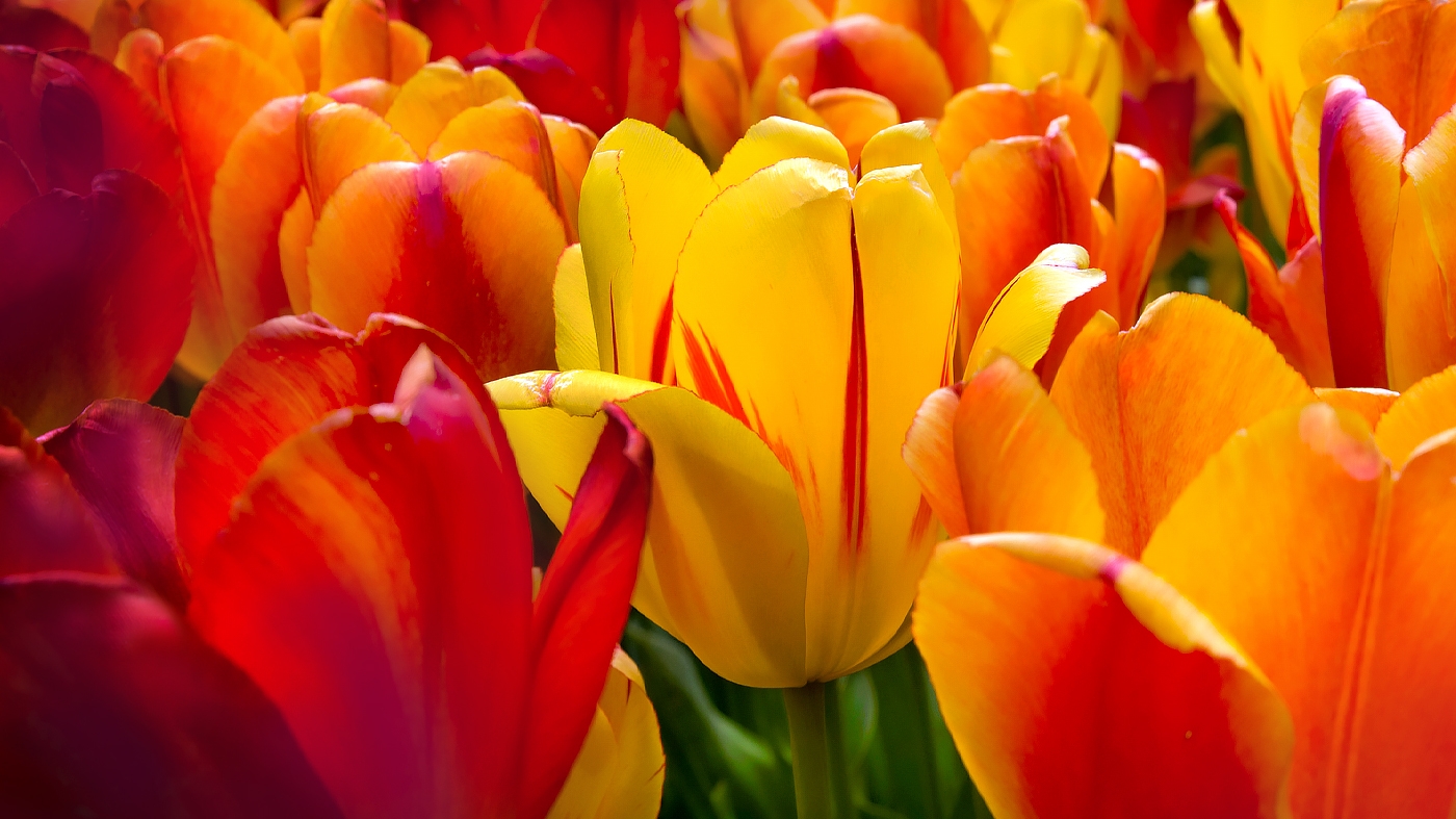 Spring Bulbs