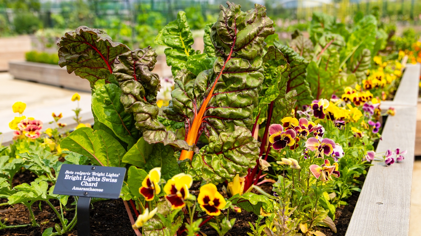 Obama Center Rooftop Garden