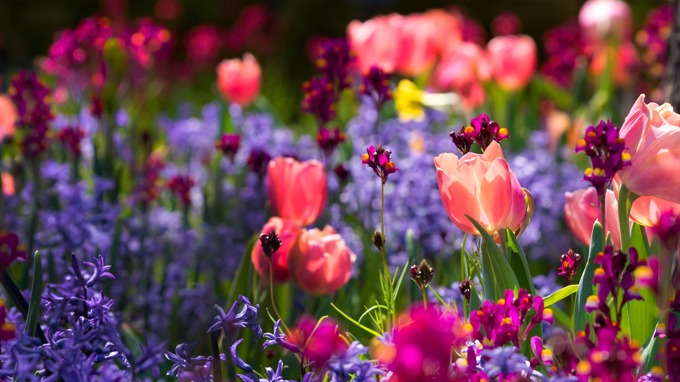 Fall Bulb Sale – Spring Bulbs