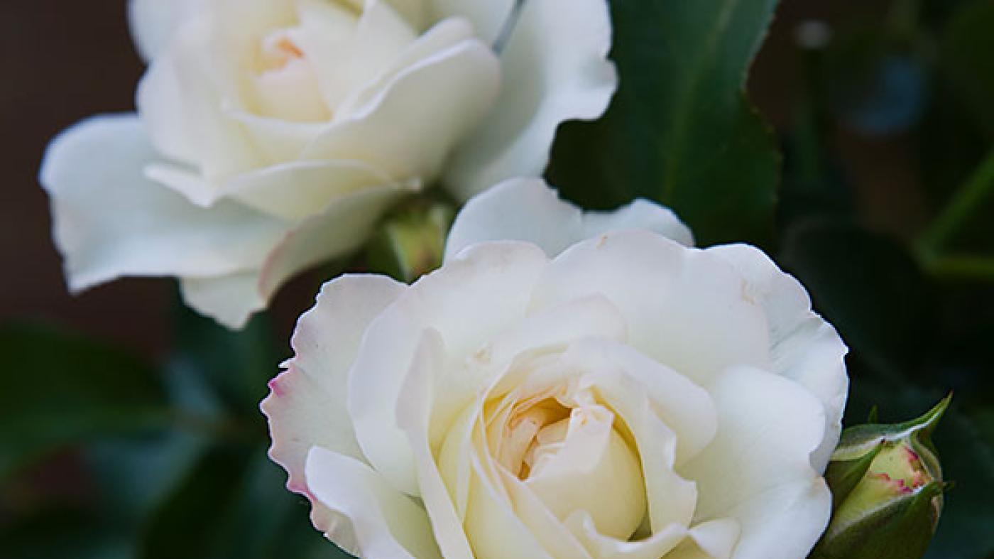 Cut Flower Care Chicago Botanic Garden