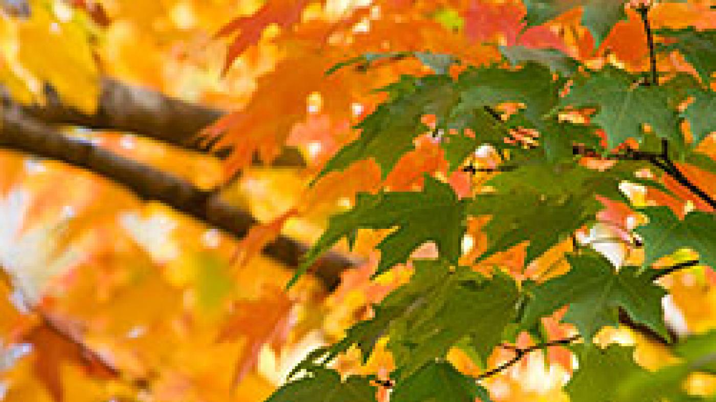 Natural History of Maples Chicago Botanic Garden