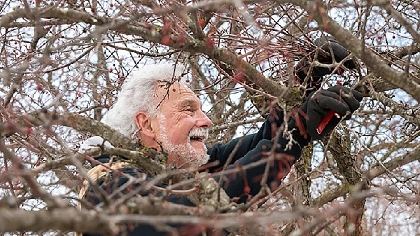 Tree and Shrub Care Chicago Botanic Garden