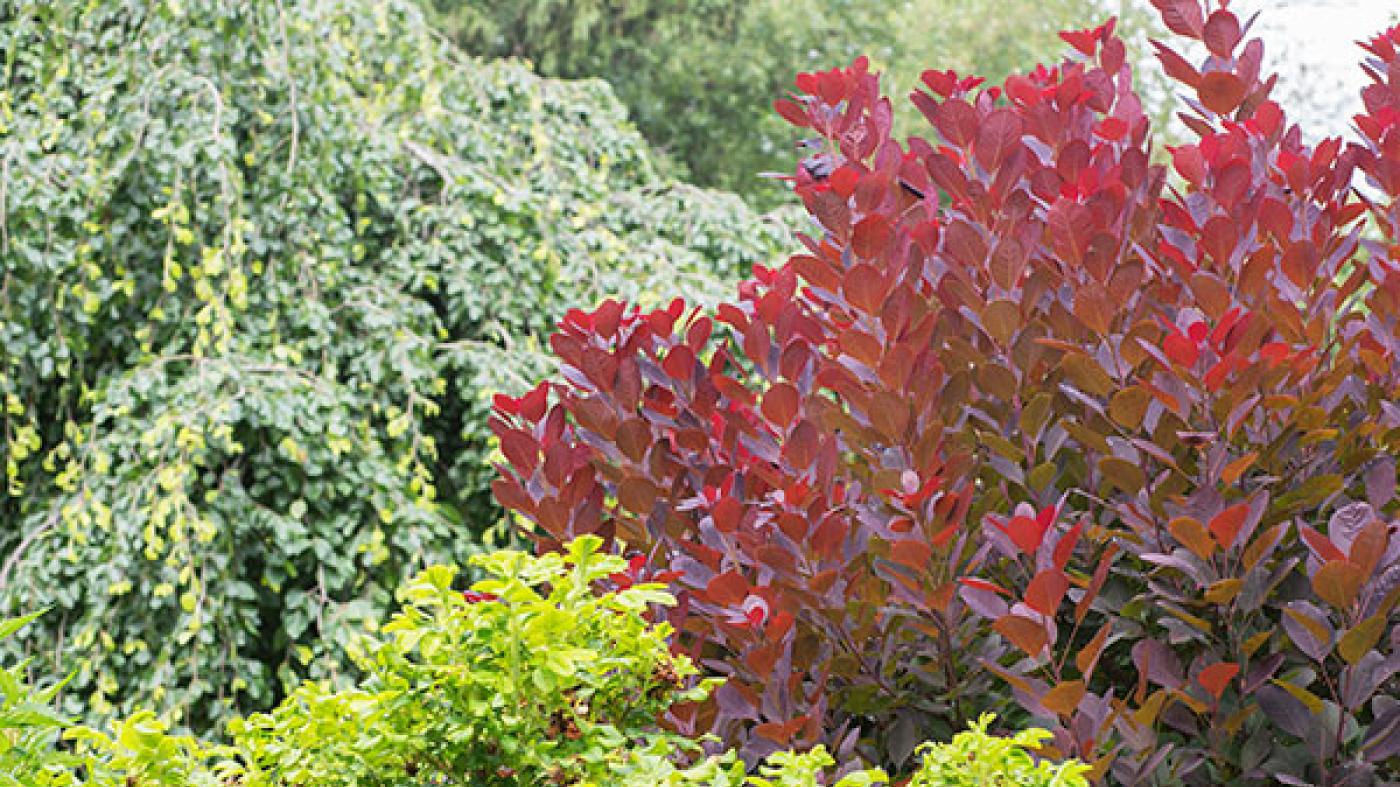 Tree and Shrub Care Chicago Botanic Garden