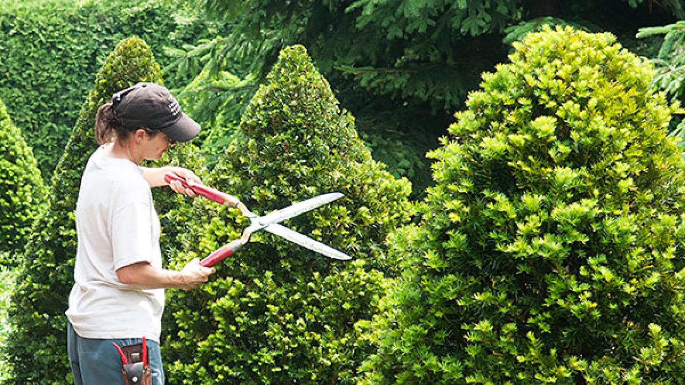 Tree and Shrub Care Chicago Botanic Garden