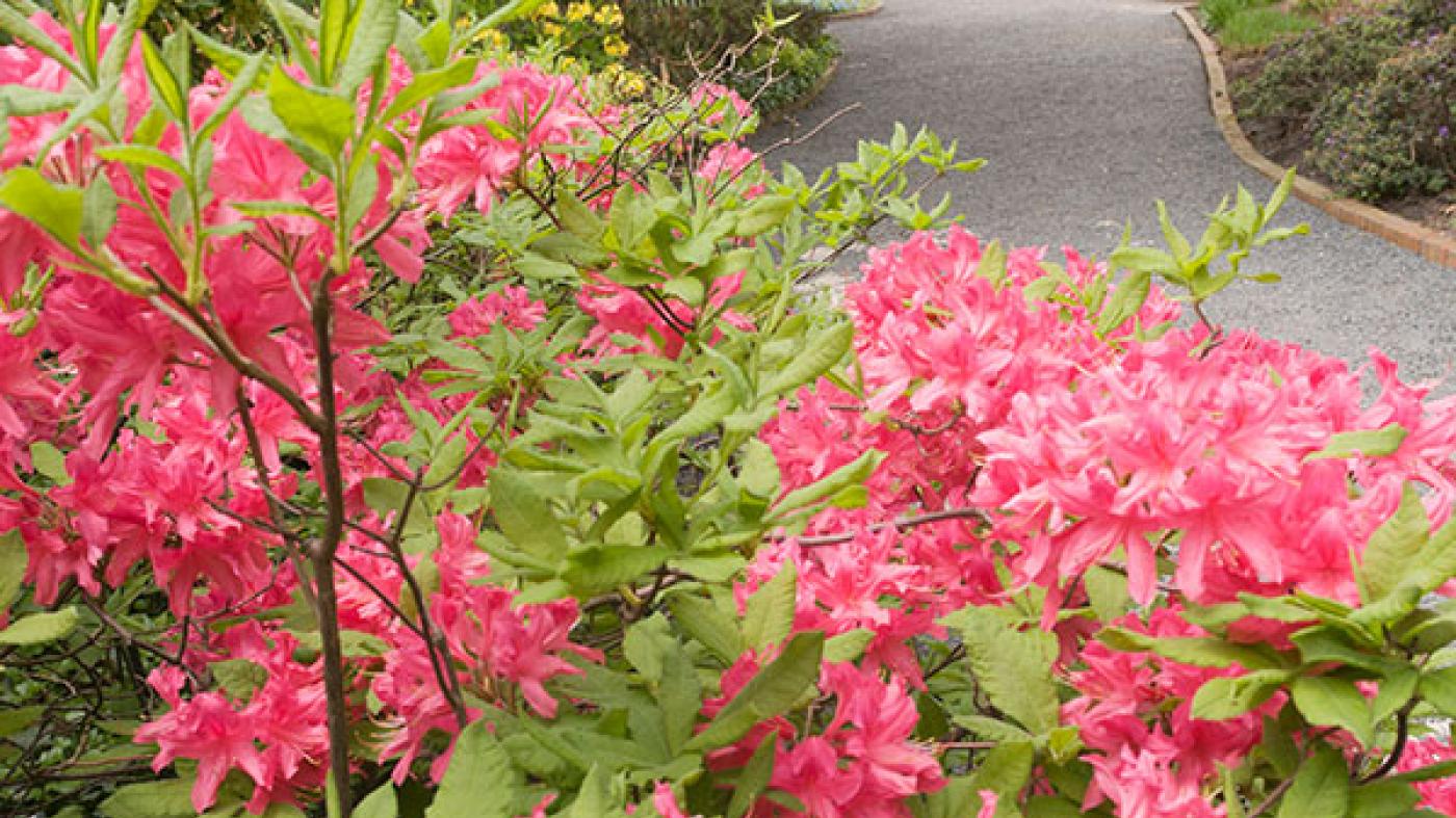 Tree and Shrub Care Chicago Botanic Garden