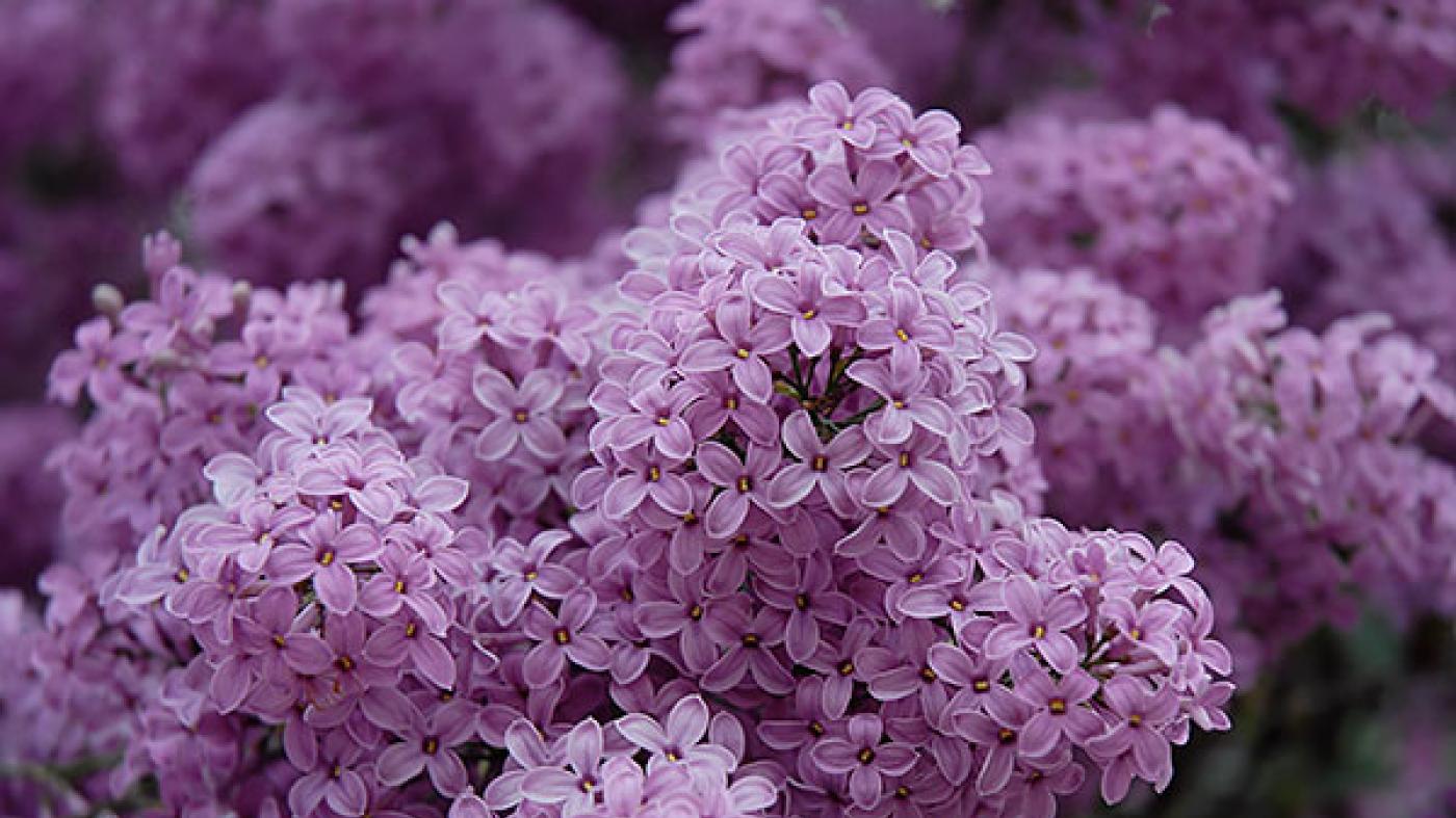 Tree and Shrub Care Chicago Botanic Garden