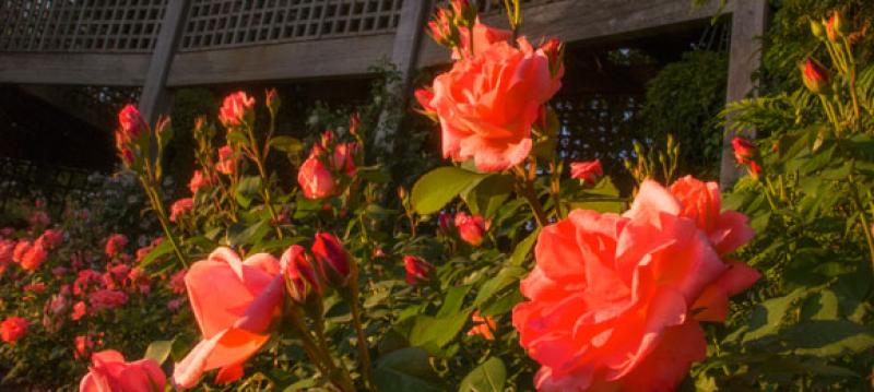 Rose Varieties Chicago Botanic Garden
