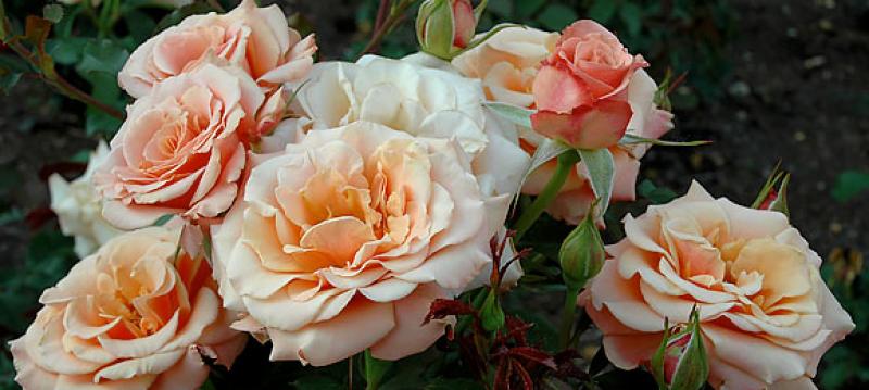 Rose Varieties Chicago Botanic Garden