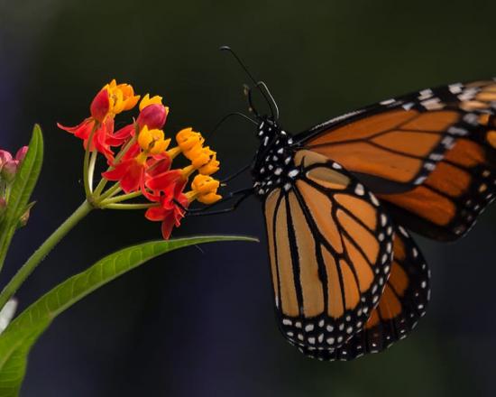 Butterflies Blooms Chicago Botanic Garden