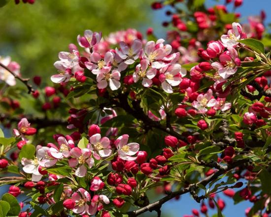 Spring Flowering Ornamental Trees Chicago Botanic Garden Spring Flowering Ornamental Trees Chicago Botanic Garden