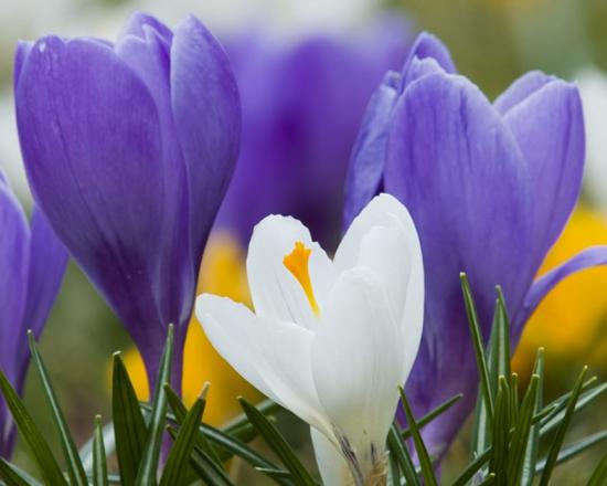 Crocus Chicago Botanic Garden
