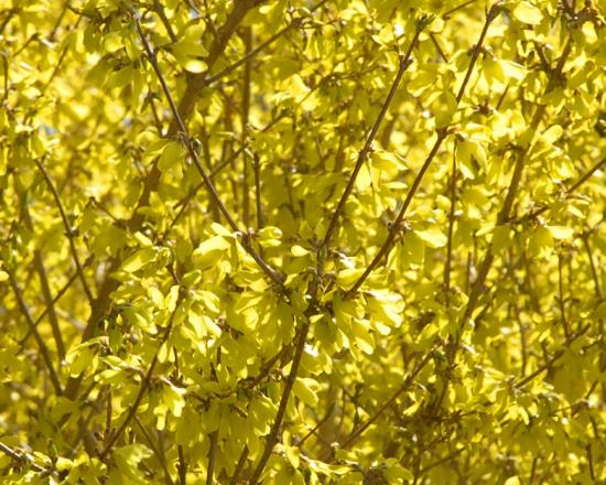 Forsythia Chicago Botanic Garden