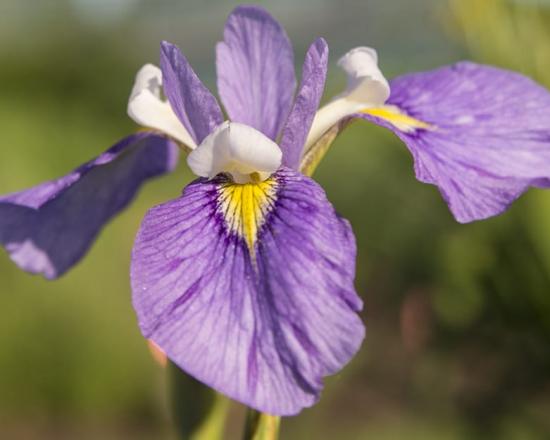 Iris Flower Adaptations Best Flower Wallpaper