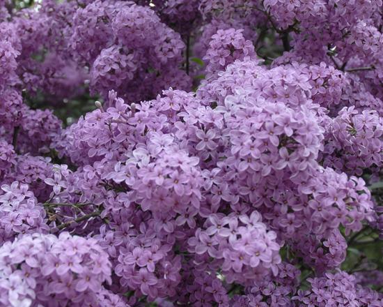 Lilacs Chicago Botanic Garden Lilacs Chicago Botanic Garden