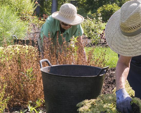Programmes d'extension d'horticulture