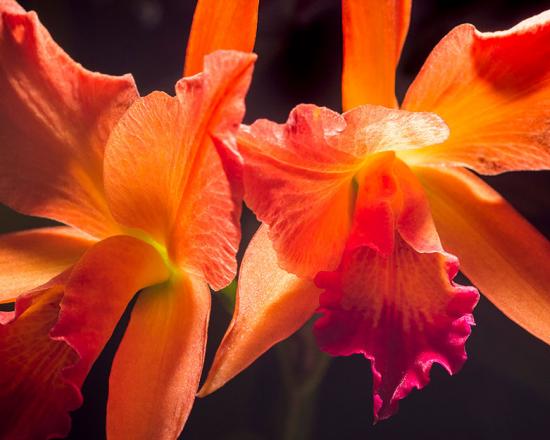 Evening With Orchids Chicago Botanic Garden