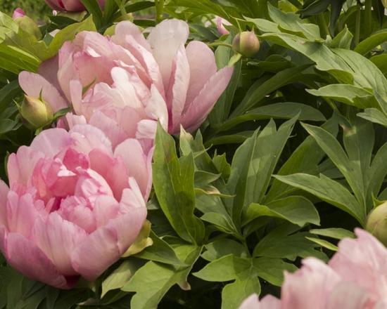 Peony Chicago Botanic Garden