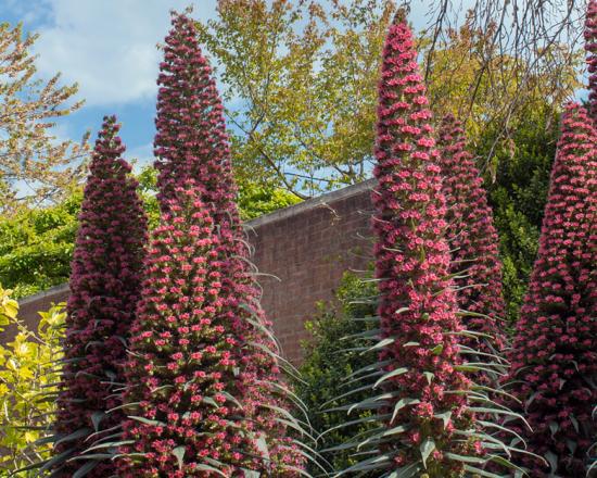 Chicago Botanic Garden Teacher Discount - Circle Garden | Chicago ...