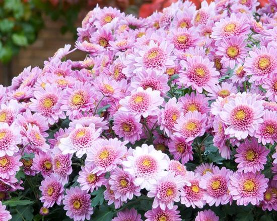 Tips For Your Fall Container Gardens Chicago Botanic Garden